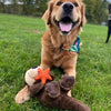 Happy golden retriever enjoying interactive play with the Tall Tails Otter rope body toy, promoting exercise, bonding, and healthy enrichment.