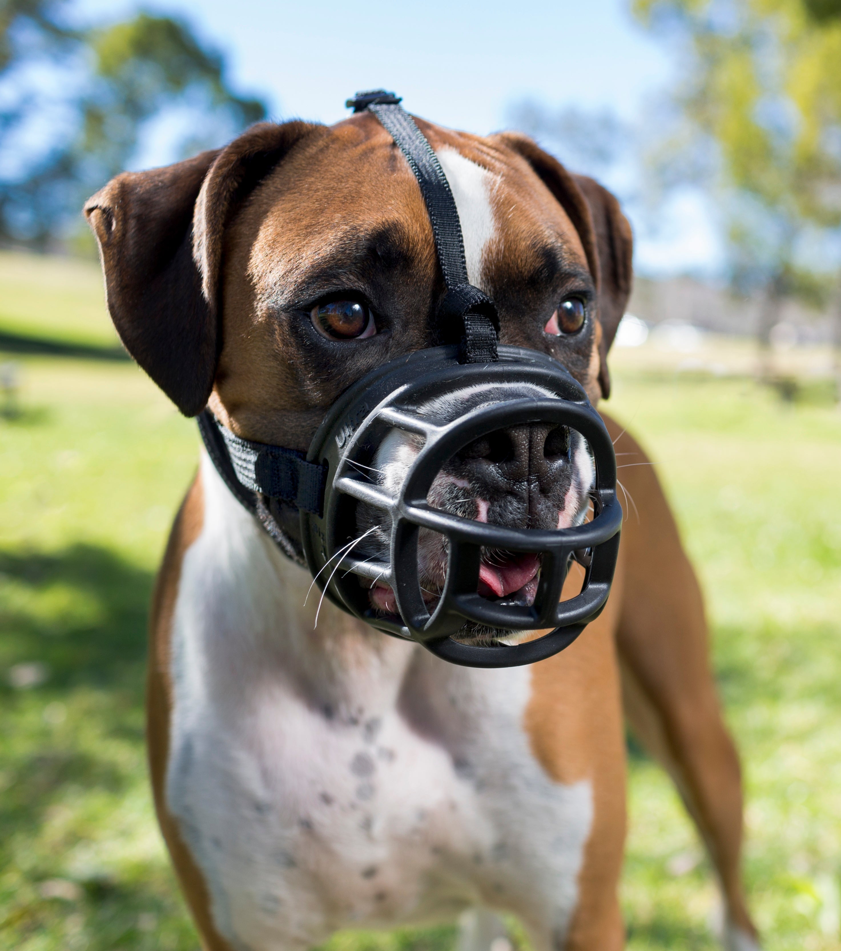 Boxer wearing Baskerville Muzzle: Image of a boxer breed wearing a Baskerville Muzzle for safe and comfortable restraint.