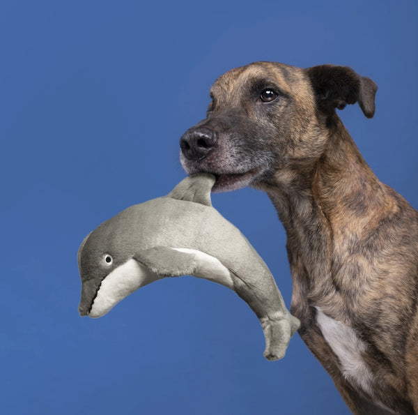 Dog holding Danny the Dolphin plush toy during an interactive play session, highlighting the toy's easy-to-grab fins and tail, durable reinforced construction, soft premium materials, and ability to encourage tugging, shaking, retrieving, carrying, and bonding.