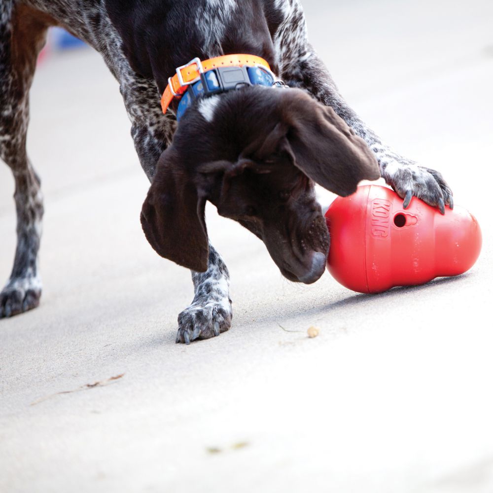 Dog engaging with the KONG Wobbler, pushing the toy to release treats, highlighting the unpredictable movement that keeps dogs entertained and mentally stimulated.