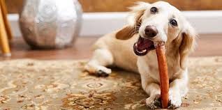 An image of a happy dog chewing on an Open Range Bully Stick, highlighting the enjoyment and dental benefits of this natural treat.