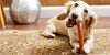 An image of a happy dog chewing on an Open Range Bully Stick, highlighting the enjoyment and dental benefits of this natural treat.