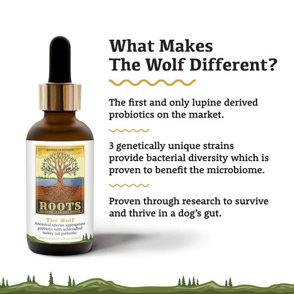 Adored Beast The Wolf: Image highlighting the unique qualities of wolf gut microbiomes compared to domesticated dogs.